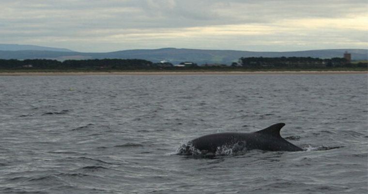 Devbagh – Dolphin Sighting