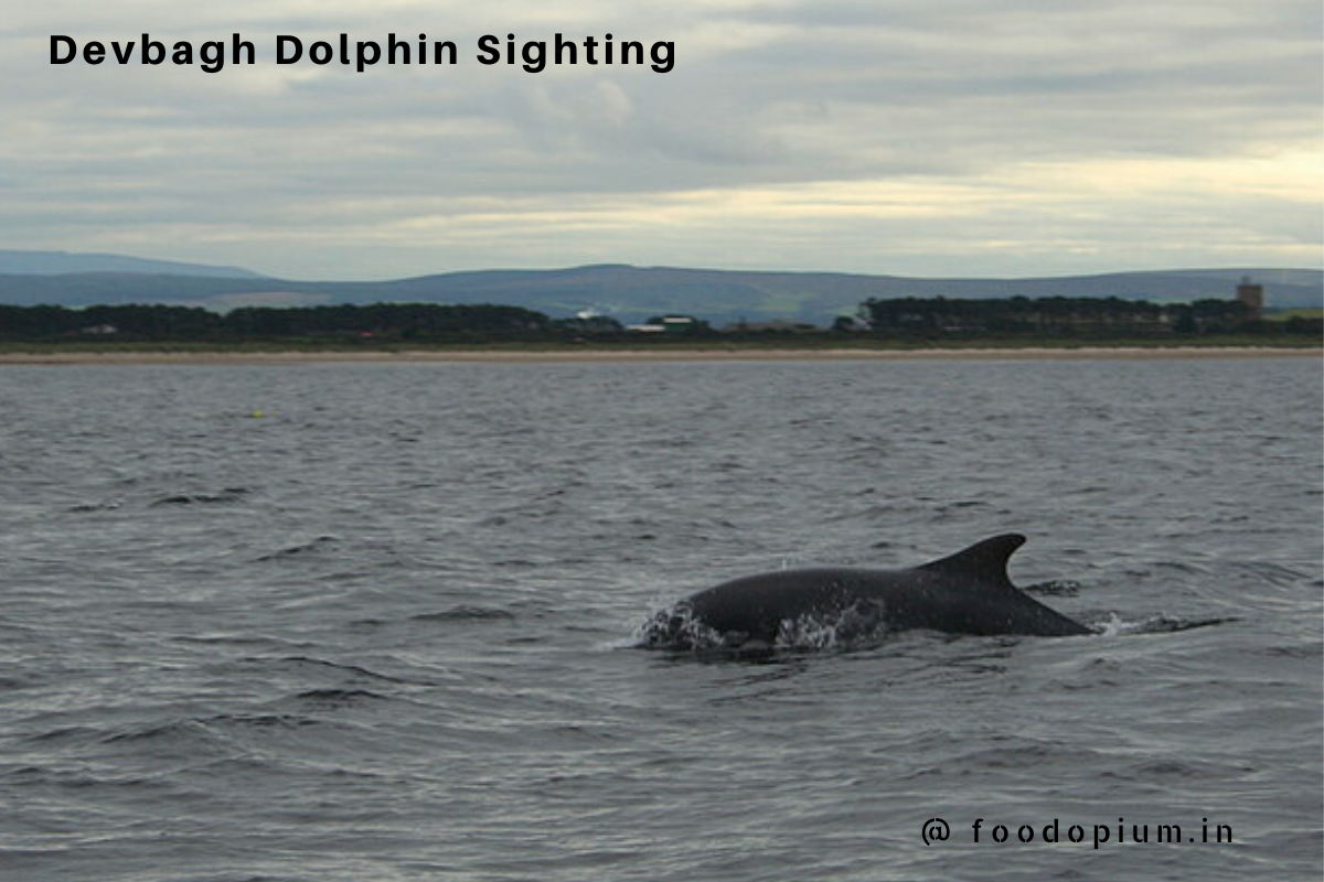 Devbagh – Dolphin Sighting