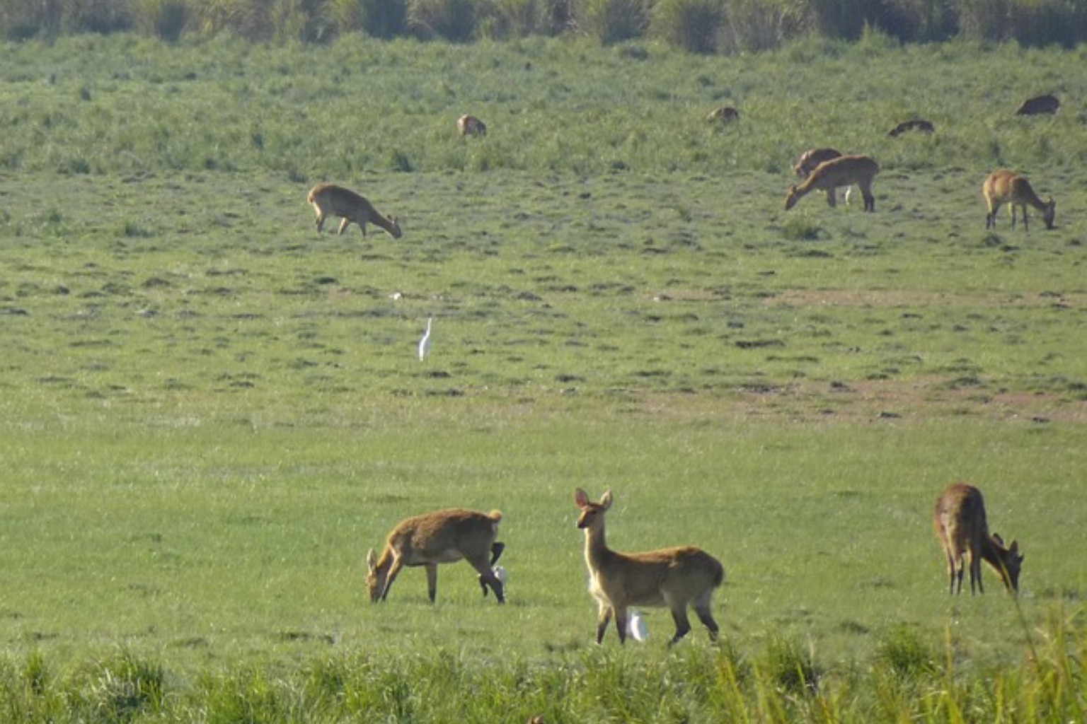 wildlife
